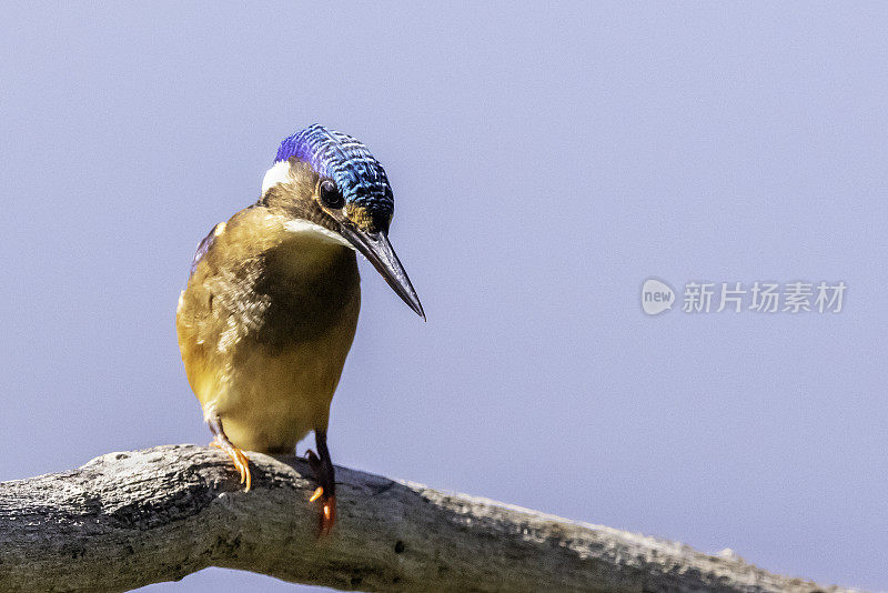 Malachite翠鸟(Corythornis cristatus)